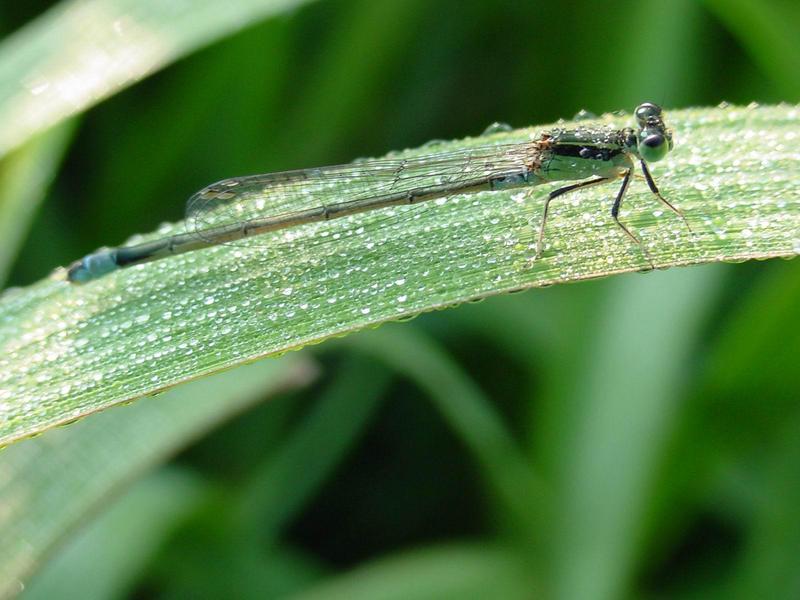 이슬을 머금은 아침 실잠자리 --> 아시아실잠자리 수컷 Ischnura asiatica (Asiatic Bluetail Damselfly); DISPLAY FULL IMAGE.
