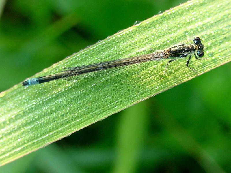 이슬을 머금은 아침 실잠자리 --> 아시아실잠자리 수컷 Ischnura asiatica (Asiatic Bluetail Damselfly); DISPLAY FULL IMAGE.