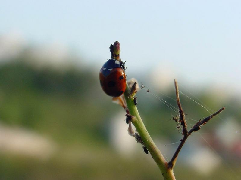 칠성무당벌레 (Coccinella septempunctata) - Seven-spotted Ladybug; DISPLAY FULL IMAGE.