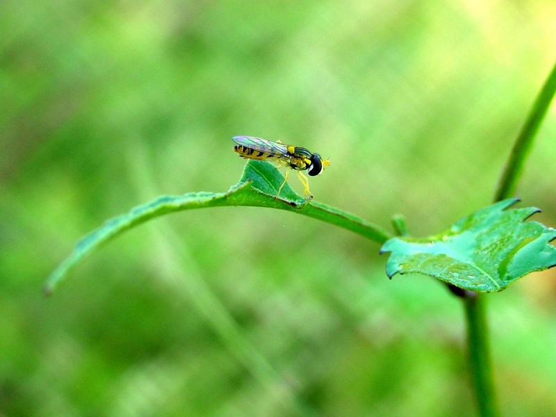 꽃등에 종류 -- 쟈바꽃등에 Allograpta javana (Javan hoverfly); DISPLAY FULL IMAGE.