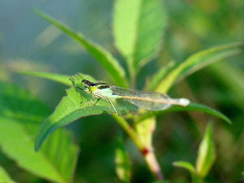 실잠자리 --> 아시아실잠자리 수컷 Ischnura asiatica (Asiatic Bluetail Damselfly); DISPLAY FULL IMAGE.