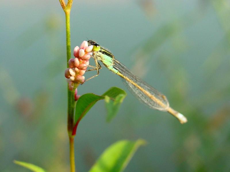 실잠자리 --> 아시아실잠자리 수컷 Ischnura asiatica (Asiatic Bluetail Damselfly); DISPLAY FULL IMAGE.