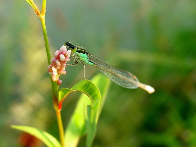 실잠자리 --> 아시아실잠자리 수컷 Ischnura asiatica (Asiatic Bluetail Damselfly); DISPLAY FULL IMAGE.