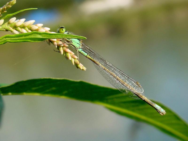 실잠자리 --> 아시아실잠자리 수컷 Ischnura asiatica (Asiatic Bluetail Damselfly); DISPLAY FULL IMAGE.