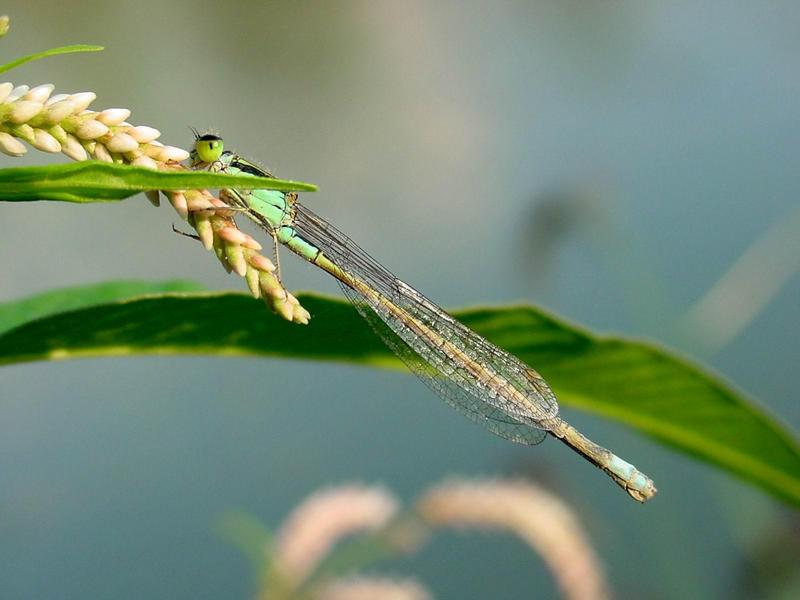 실잠자리 -->  아시아실잠자리 수컷 Ischnura asiatica (Asiatic Bluetail Damselfly); DISPLAY FULL IMAGE.