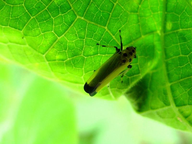 끝검은말매미충 (Bothrogonia japonica Ishihara) - Black-tipped leafhopper; DISPLAY FULL IMAGE.