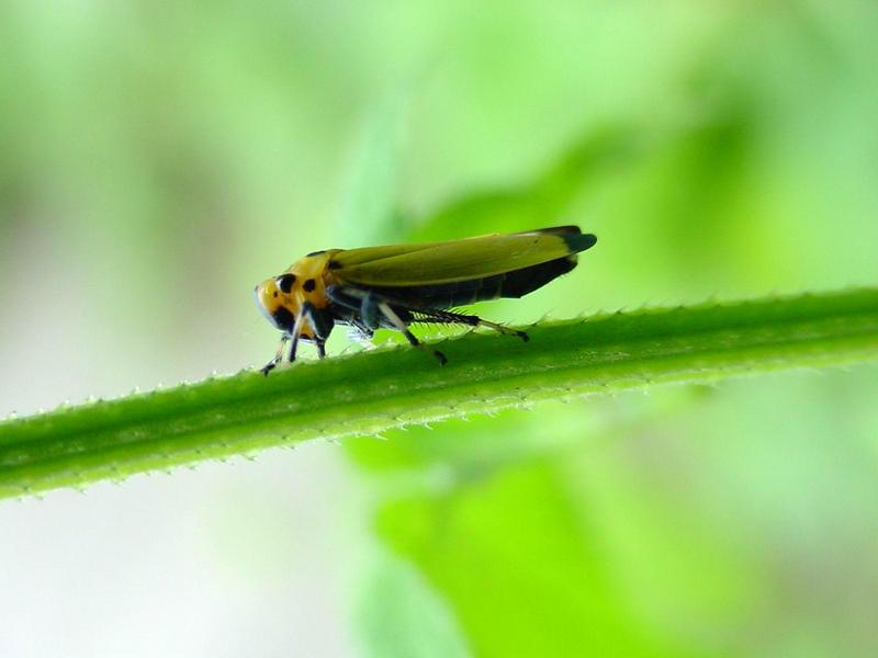 끝검은말매미충 (Bothrogonia japonica Ishihara) - Black-tipped leafhopper; DISPLAY FULL IMAGE.