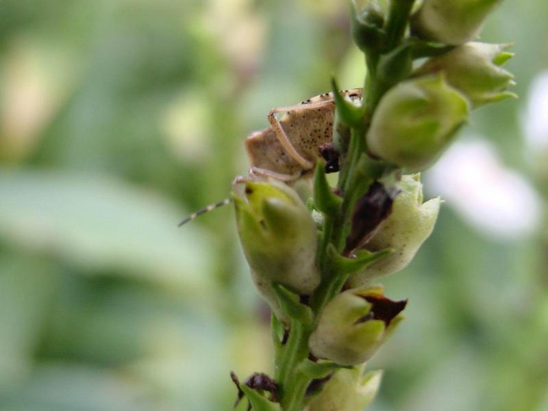 알락수염노린재, Dolycoris baccarum, Sloe Shieldbug / Sloe Bug; DISPLAY FULL IMAGE.