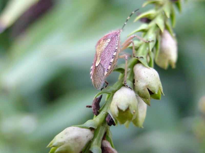 알락수염노린재, Dolycoris baccarum, Sloe Shieldbug / Sloe Bug; DISPLAY FULL IMAGE.