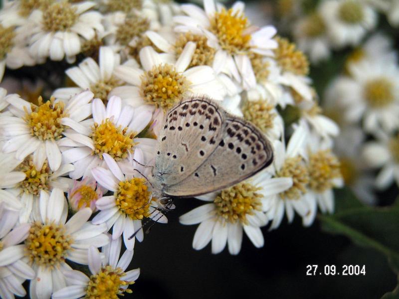 남방부전나비 - Pseudozizeeria maha (Kollar); DISPLAY FULL IMAGE.