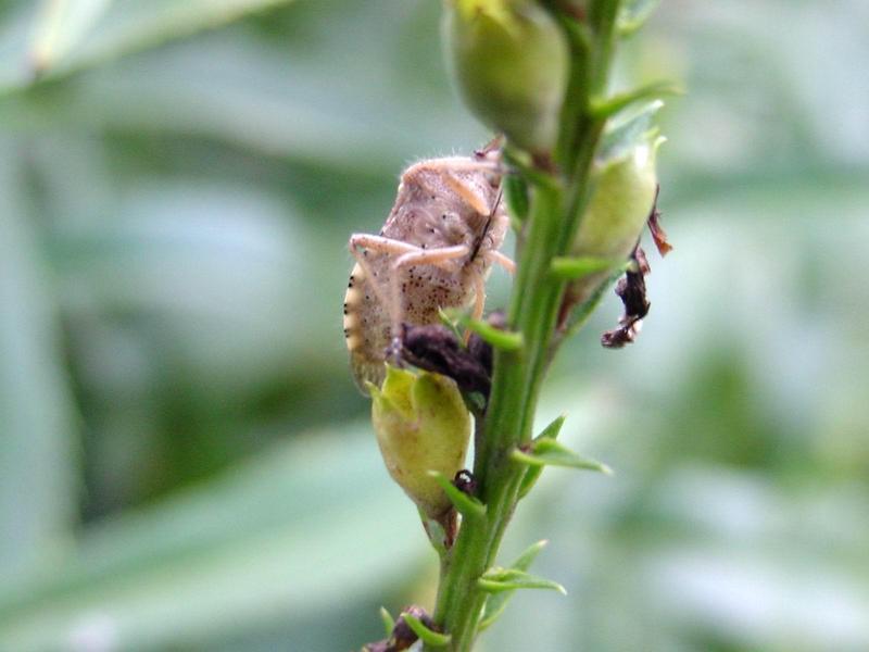 알락수염노린재, Dolycoris baccarum, Sloe Shieldbug / Sloe Bug; DISPLAY FULL IMAGE.