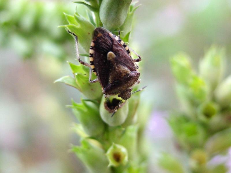 알락수염노린재, Dolycoris baccarum, Sloe Shieldbug / Sloe Bug; DISPLAY FULL IMAGE.