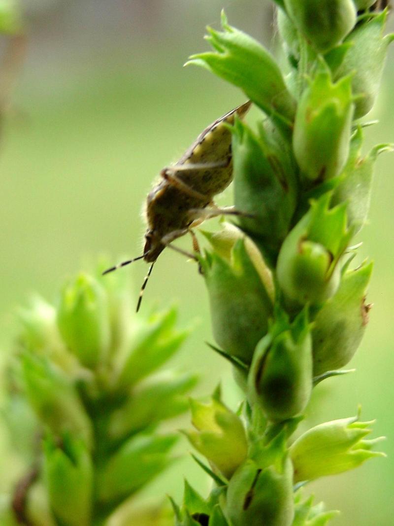 알락수염노린재, Dolycoris baccarum, Sloe Shieldbug / Sloe Bug; DISPLAY FULL IMAGE.