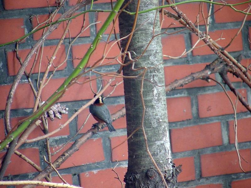 곤줄박이 Parus varius (Varied Tit); DISPLAY FULL IMAGE.