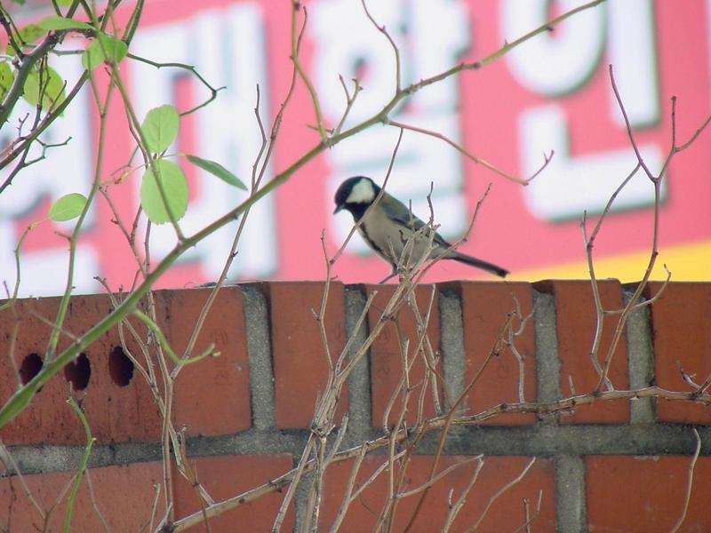 박새 Parus major (Great Tit); DISPLAY FULL IMAGE.