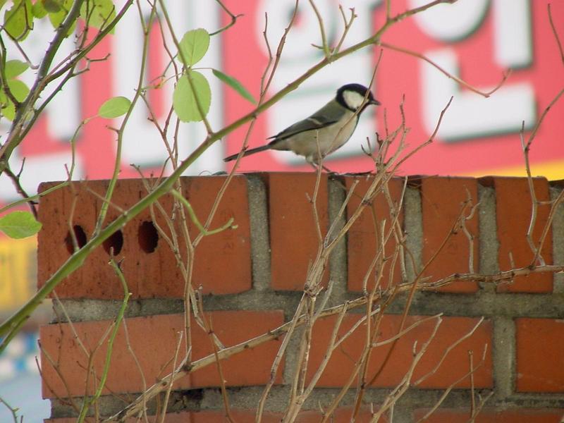 박새 Parus major (Great Tit); DISPLAY FULL IMAGE.