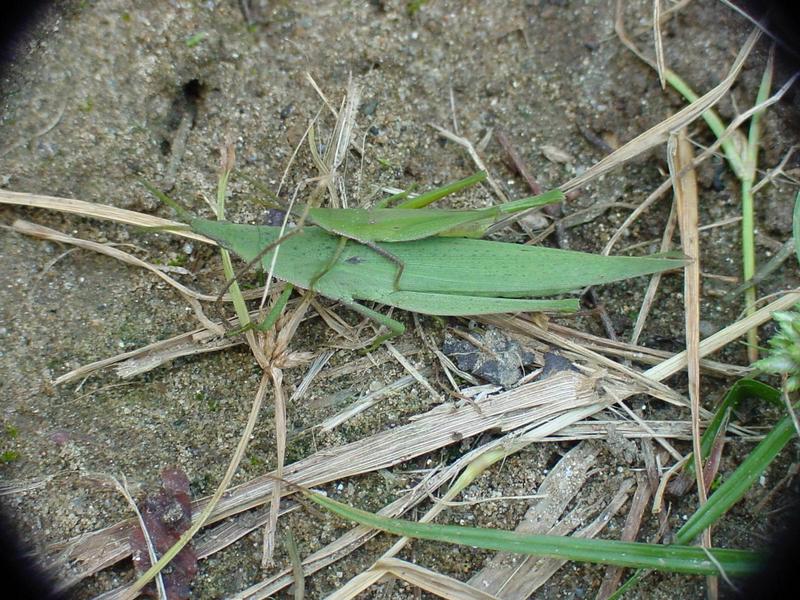 섬서구메뚜기(Atractomorpha lata) 한쌍 - Smaller long-headed grasshoppers (mating pair); DISPLAY FULL IMAGE.
