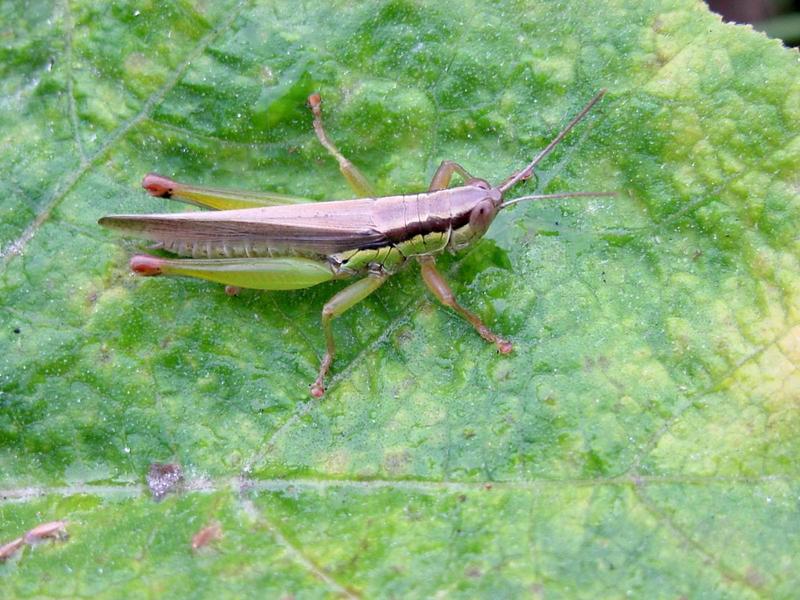 추석 아침의 메뚜기 (grasshopper); DISPLAY FULL IMAGE.