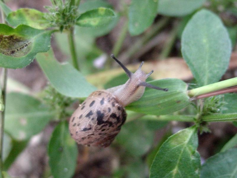 추석 아침의 달팽이(Korean Round Snail); DISPLAY FULL IMAGE.