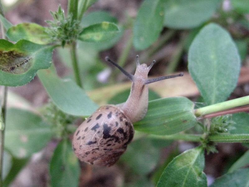 추석 아침의 달팽이(Korean Round Snail); DISPLAY FULL IMAGE.