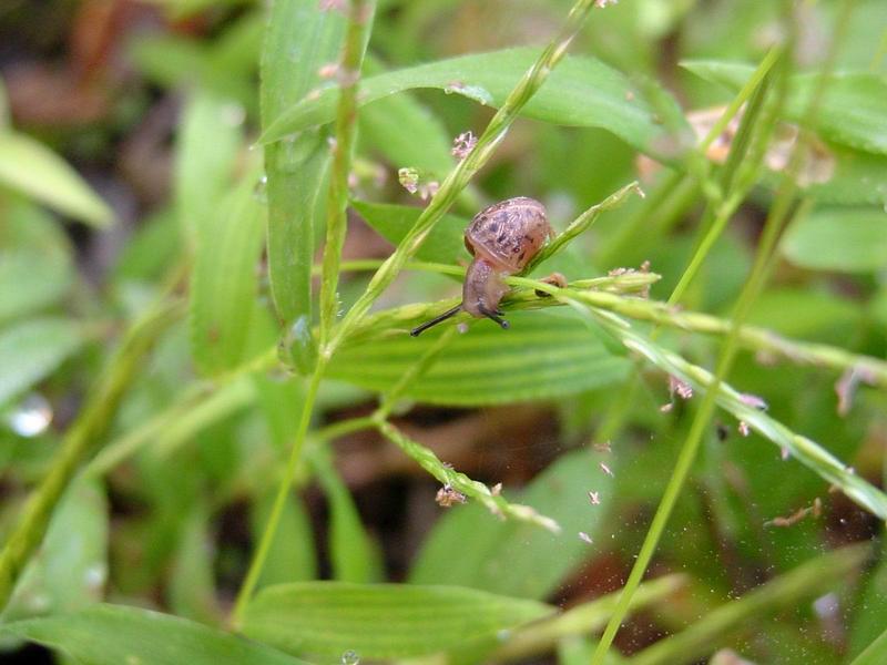 추석 아침의 새끼 달팽이(Korean Round Snail); DISPLAY FULL IMAGE.