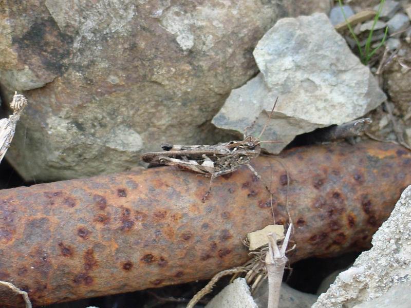 메뚜기 - 송장메뚜기? -- 팥중이 Oedaleus infernalis (Band-winged Grasshopper); DISPLAY FULL IMAGE.