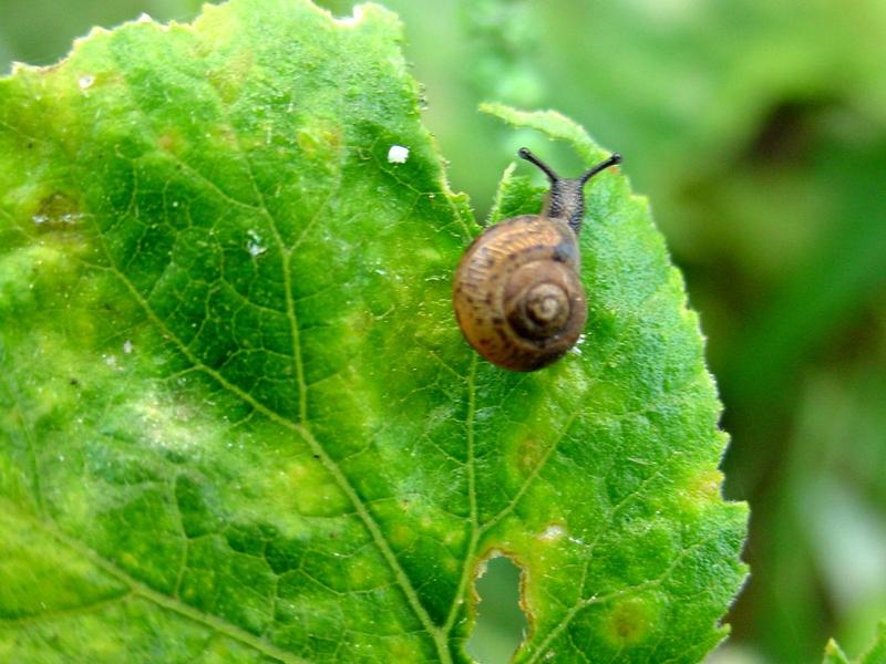 작은 크기의 달팽이 (Korean Round Snail); DISPLAY FULL IMAGE.