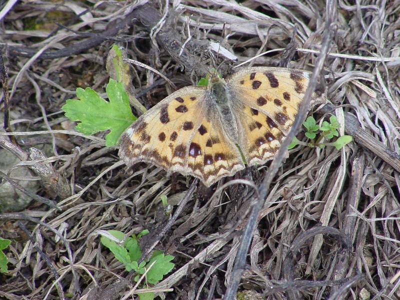 네발나비 Polygonia c-aureum (Asian Comma Butterfly); DISPLAY FULL IMAGE.