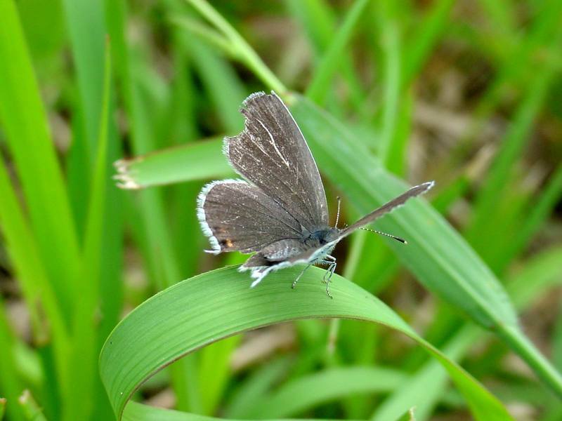 암먹부전나비 Everes argiades (Short-tailed Blue Butterfly); DISPLAY FULL IMAGE.