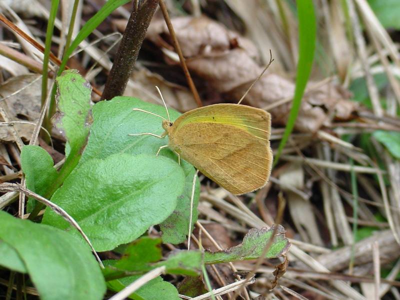 극남노랑나비 Eurema laeta (Spotless Grass Yellow Butterfly); DISPLAY FULL IMAGE.