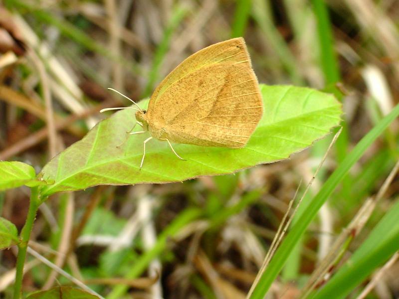 극남노랑나비 Eurema laeta (Spotless Grass Yellow Butterfly); DISPLAY FULL IMAGE.