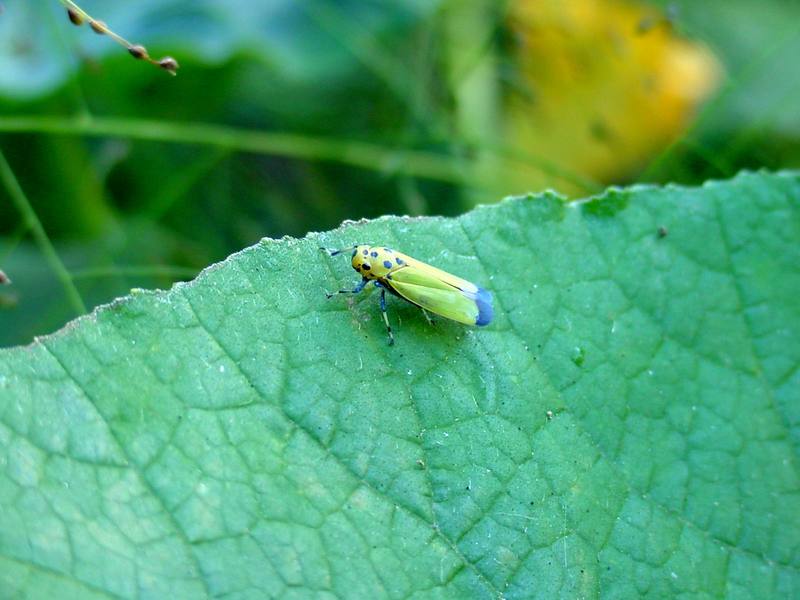 끝검은말매미충 Bothrogonia japonica (Black-tipped leafhopper); DISPLAY FULL IMAGE.