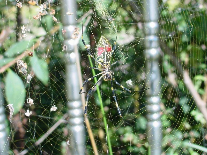 무당거미 Nephila clavata (Golden Orb-web Spider); DISPLAY FULL IMAGE.