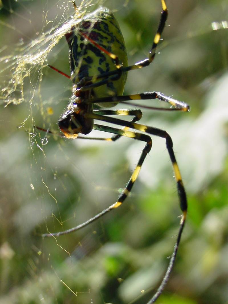 무당거미 Nephila clavata (Golden Orb-web Spider); DISPLAY FULL IMAGE.