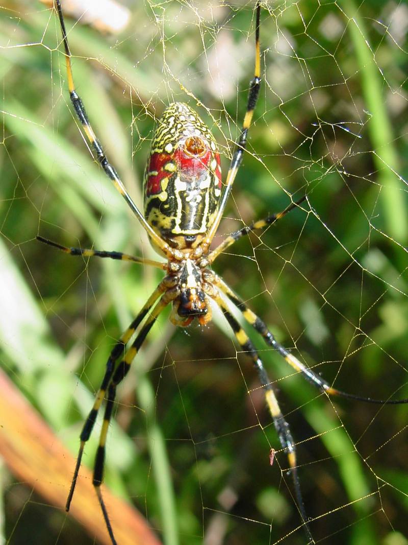 무당거미 Nephila clavata (Golden Orb-web Spider); DISPLAY FULL IMAGE.