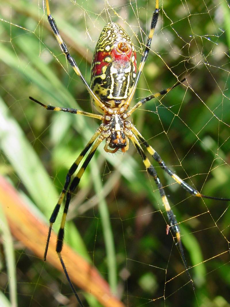 무당거미 Nephila clavata (Golden Orb-web Spider); DISPLAY FULL IMAGE.