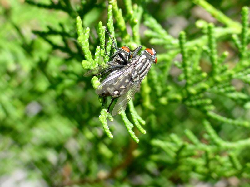 쉬파리 종류의 짝짓기 -- 검정볼기쉬파리 Helicophagella melanura (flesh fly); DISPLAY FULL IMAGE.