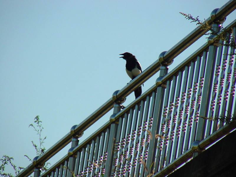 까치 Pica pica (Black-billed Magpie); DISPLAY FULL IMAGE.
