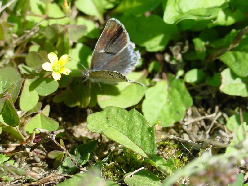 남방부전나비 Pseudozizeeria maha (Pale Grass Blue Butterfly); DISPLAY FULL IMAGE.