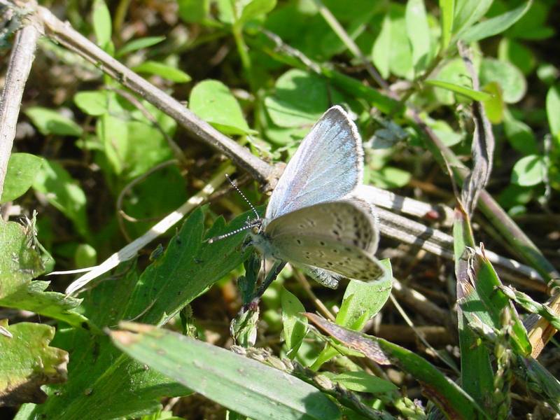 남방부전나비 Pseudozizeeria maha (Pale Grass Blue Butterfly); DISPLAY FULL IMAGE.