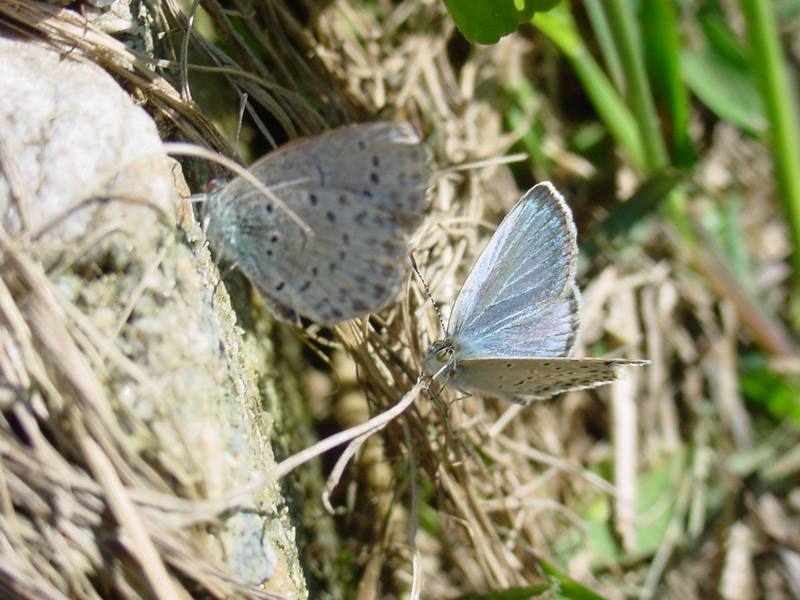 남방부전나비 Pseudozizeeria maha (Pale Grass Blue Butterfly); DISPLAY FULL IMAGE.