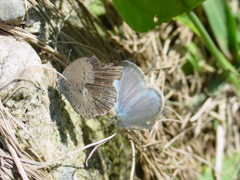 남방부전나비 Pseudozizeeria maha (Pale Grass Blue Butterfly); DISPLAY FULL IMAGE.