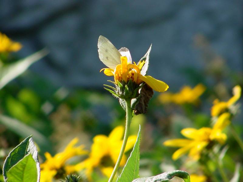 배추흰나비 Artogeia rapae (Common Cabbage White Butterfly); DISPLAY FULL IMAGE.