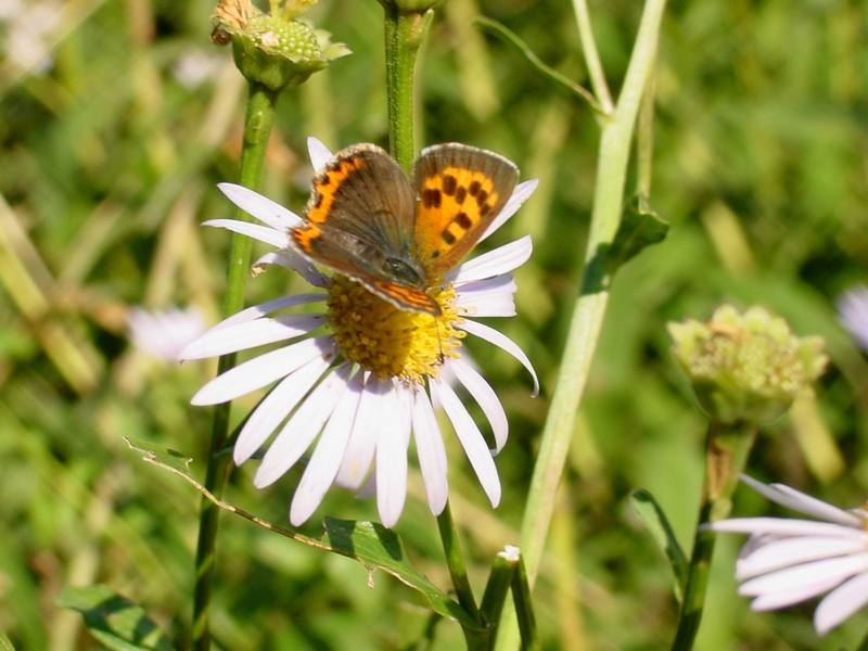 작은주홍부전나비 Lycaena phlaeas (Small Copper Butterfly); DISPLAY FULL IMAGE.