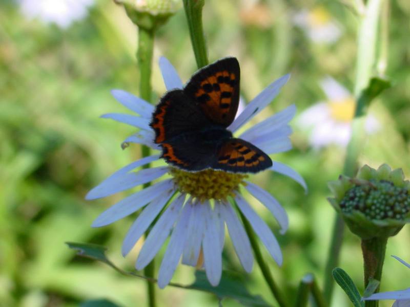 작은주홍부전나비 Lycaena phlaeas (Small Copper Butterfly); DISPLAY FULL IMAGE.