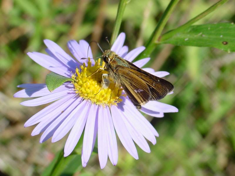 줄점팔랑나비 Parnara guttata (Common Straight Swift Butterfly); DISPLAY FULL IMAGE.