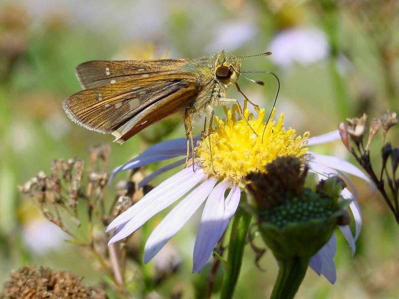 줄점팔랑나비 Parnara guttata (Common Straight Swift Butterfly); DISPLAY FULL IMAGE.