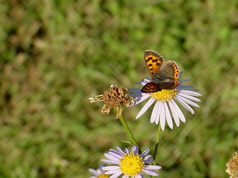 작은주홍부전나비 Lycaena phlaeas (Small Copper Butterfly); DISPLAY FULL IMAGE.