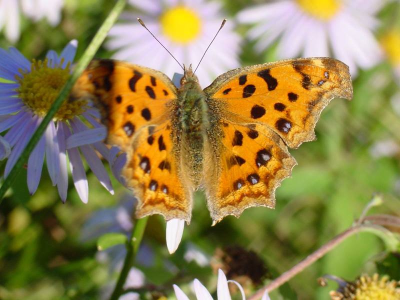 네발나비 Polygonia c-aureum (Asian Comma Butterfly); DISPLAY FULL IMAGE.