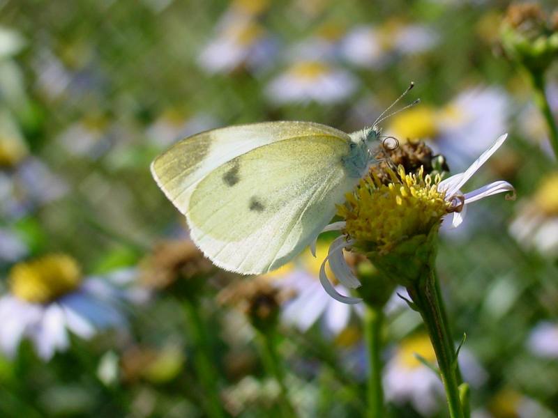 배추흰나비 Artogeia rapae (Common Cabbage White Butterfly); DISPLAY FULL IMAGE.